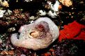 Polpo comune (Octopus vulgaris)