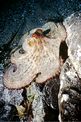 Polpo comune (Octopus vulgaris)