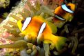 Pesce pagliaccio (Amphiprion bicinctus)