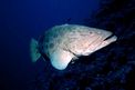 Cernia 'potato cod' (Epinephelus tukula)