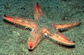 Stella pettine (Astropecten  irregularis)