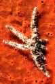 Stella marina spinosa minore (Coscinasterias tenuispina)