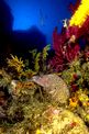 Murena (Muraena helena)
