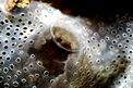 Ascidia spongiforme (Diplosoma spongiforme)