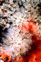 Clavelina nana (Clavelina nana)