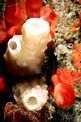Pigna di mare (Phallusia mamillata)