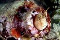 Bavosa cornuta (Parablennius tentacularis)