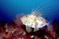Pesce san pietro (Zeus faber)
