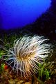 Cerianto (Cerianthus membranaceus)