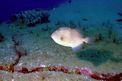 Pesce balestra mediterraneo (Balistes capriscus)