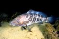 Cernia bianca (Epinephelus aeneus)