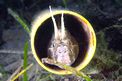 Bavosa cornuta (Parablennius tentacularis)