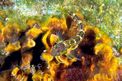 Bavosa gota gialla (Lipophrys canevae)