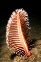 Pennatula rossa (Pennatula rubra)