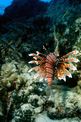 Pesce cobra (Pterois volitans)