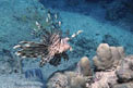 Pesce cobra (Pterois miles)