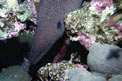 Murena gigante (Gymnothorax javanicus)