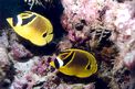 Pesce farfalla fasciato (Chaetodon fasciatus)