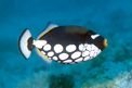 Pesce balestra clown (Balistoides conspicillum)