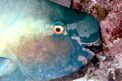 Pesce pappagallo (Scarus rubroviolaceus)