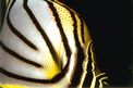 Pesce farfalla bianco (Chaetodon meyeri)