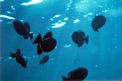 Pesce balestra nero (Melichthys niger)