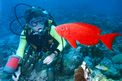 Pesce occhio grosso (Priacanthus hamrur)