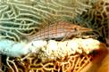 Pesce falco muso lungo (Oxycirrhites typus)