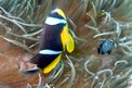 Pesce pagliaccio (Amphiprion allardi)