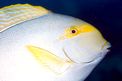Pesce chirurgo pinna gialla (Acanthurus xanthopterus)