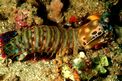 Canocchia pavone (Odontodactylus scyllarus)