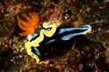 Nudibranchio (Chromodoris dianae)