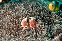 Granchio porcellana (Neopetrolisthes maculatus)