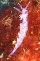 Flabellina pedata (Flabellina pedata)