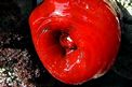 Pomodoro di mare (Actinia equina)