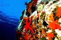 Ambiente roccioso mediterraneo  