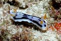 Nudibranchio (Chromodoris michaeli)