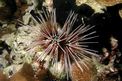 Riccio calamaro (Echinothrix calamaris)