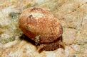 Gasteropode (Bulla ampulla)