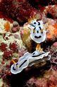 Nudibranchio (Chromodoris dianae)