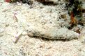 Plakobranchus ocellato (Plakobranchus ocellatus)