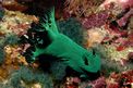 Nembrotha di Miller (Nembrotha milleri)