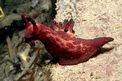 Nudibranchio (Nembrotha mullineri)