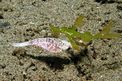 Pesce ago fantasma robusto (Solenostomus cyanopterus)