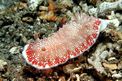 Chromodoris (Chromodoris tinctoria)