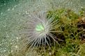 Anemone (Pachycerianthus n.d.)