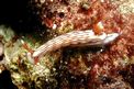 Nudibranchio (Hypselodoris whitei)