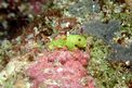 Nudibranchio (Noumea laboutei)