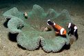 Pesce pagliaccio dalla sella (Amphiprion polymnus)