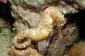 Cavalluccio marino (Hippocampus n.d.)
